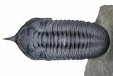 Gorgeous Morocconites Trilobite Fossil - Ofaten, Morocco #381556-2